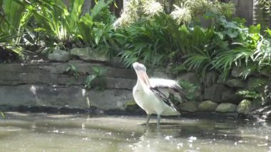 Pelican göl güneşli bir günde yüzüyor.