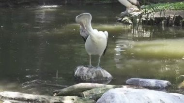 Pelican göl güneşli bir günde yüzüyor.