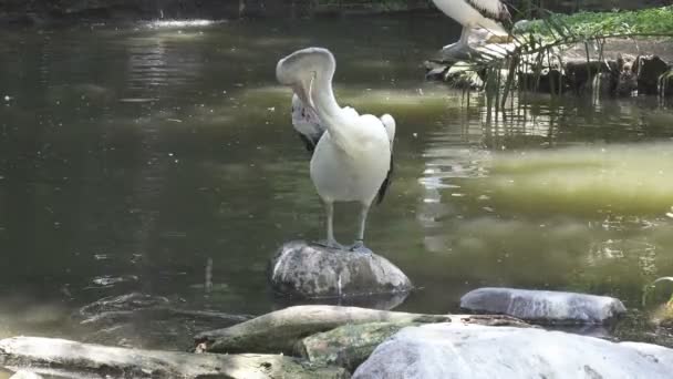 Pelican Göl Güneşli Bir Günde Yüzüyor — Stok video