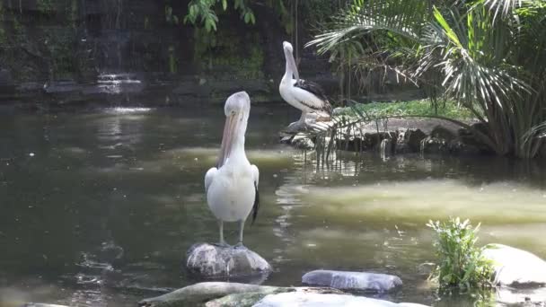 Pelican Göl Güneşli Bir Günde Yüzüyor — Stok video