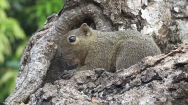 Bir ağaçta oturuyor ortak treeshrew yiyor fındık