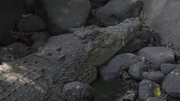 Nahaufnahme Des Kopfes Eines Alligators Des Schatten Liegenden Baumes — Stockvideo