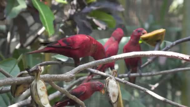 Röd Papegoja Ett Träd Djungeln — Stockvideo