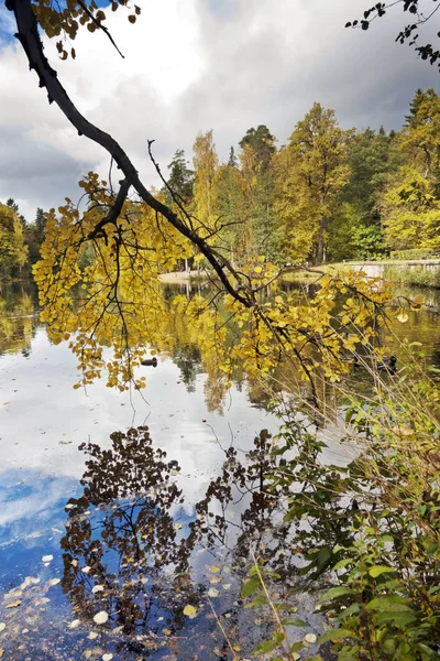 Árvore Outono Com Folhagem Brilhante Refletida Lago — Fotografia de Stock