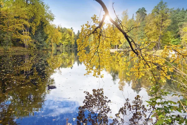 Parlak Yapraklı Sonbahar Ağacı Göle Yansıyor — Stok fotoğraf