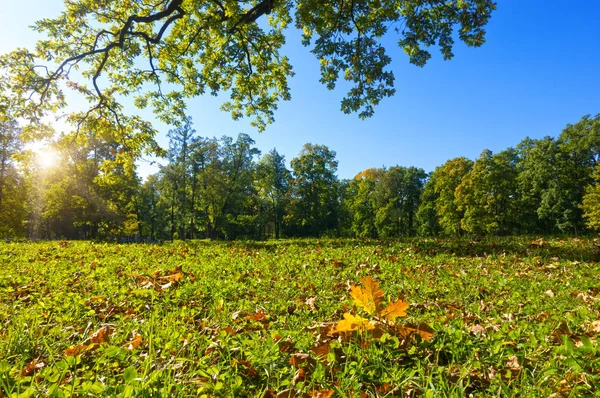 Outono Folhas Brilhantes Estão Prado Verde Uma Floresta Dia Ensolarado — Fotografia de Stock