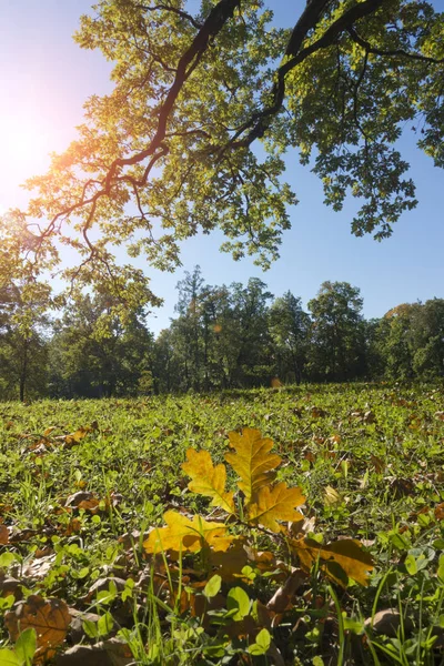 在阳光明媚的日子里 秋天明亮的树叶躺在森林里的一片绿色草地上 — 图库照片