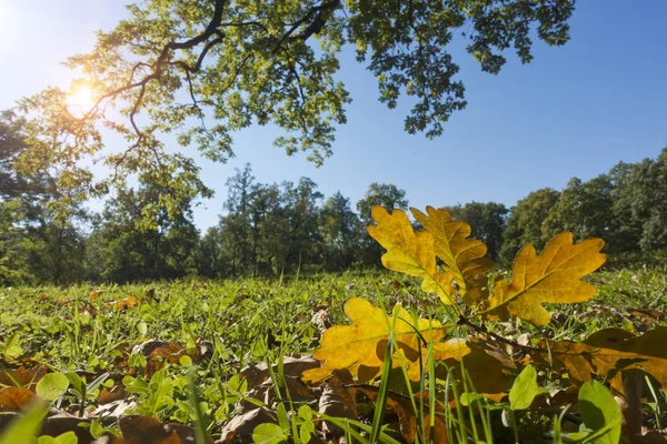 Sonbahar Parlak Yaprakları Yalan Bir Orman Yeşil Bir Çayırda Üzerinde — Stok fotoğraf