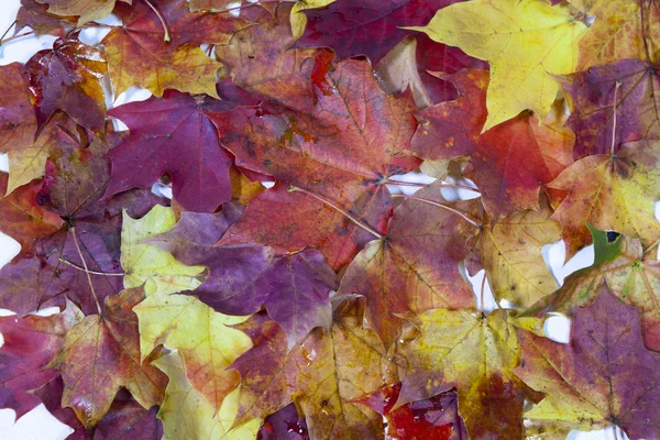 Heldere Esdoorn Herfstbladeren — Stockfoto