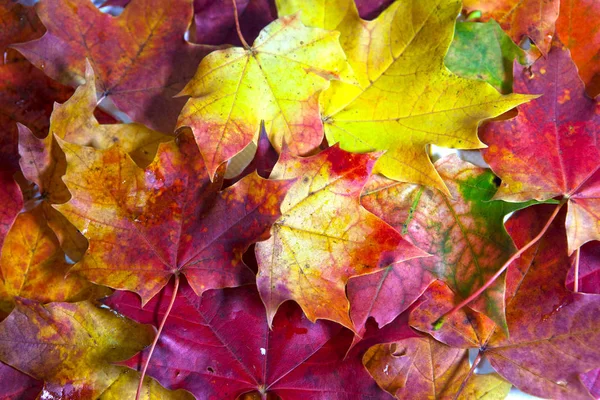 Podzimní Světlé Javorové Listy — Stock fotografie