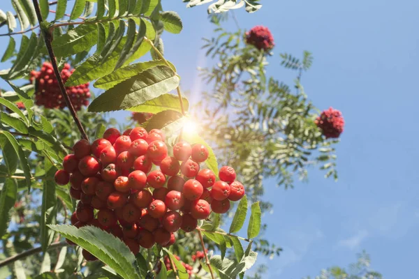 Frassino Rosso Maturo Montagna — Foto Stock