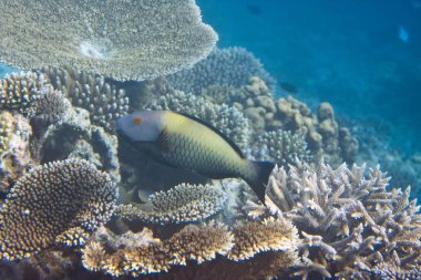 Mercan içinde balıklar. Su altı dünyası.