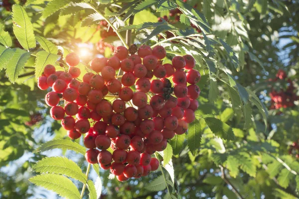 Frassino Rosso Maturo Montagna — Foto Stock