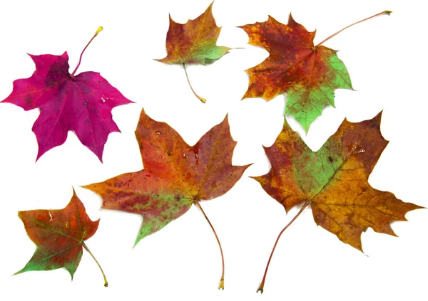 Dry Maple Leaves Close White Background — Stock Photo, Image