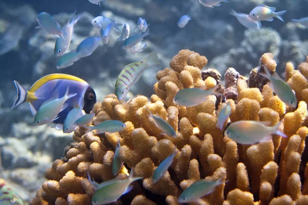 珊瑚中的鱼 水下世界 — 图库照片