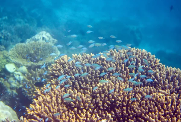 Fische Korallen Unterwasserwelt — Stockfoto