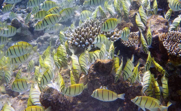 Big pack of tropical fishes over a coral reef