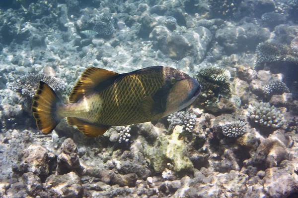 Peixes Corais Mundo Subaquático — Fotografia de Stock