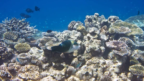 Fishes Corals Underwater World — Stock Photo, Image