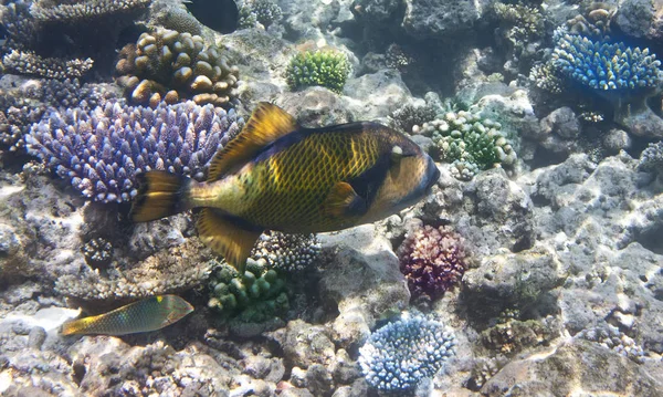 Pesci Nei Coralli Mondo Subacqueo — Foto Stock