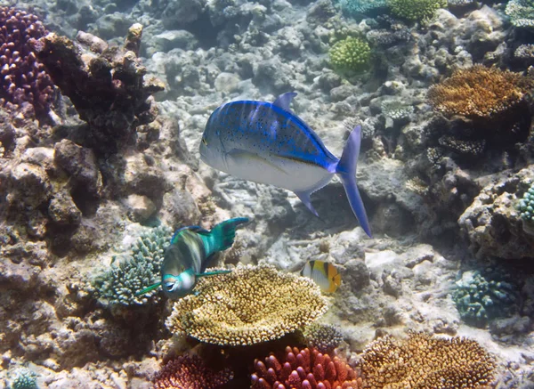 Fische Korallen Unterwasserwelt — Stockfoto