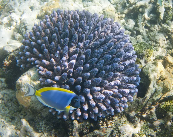 Рыбы Кораллах Подводный Мир — стоковое фото