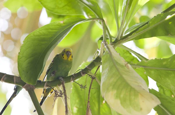 Budgerigar Rama Cerca Día Soleado —  Fotos de Stock