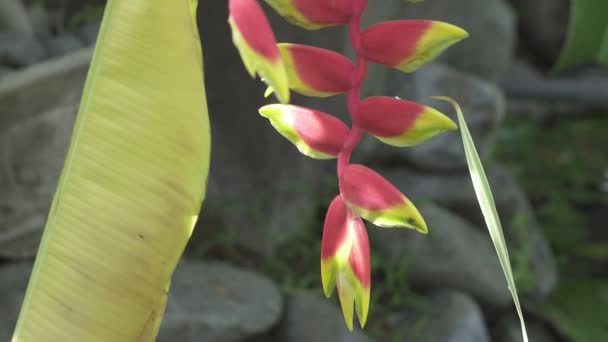 Nizinna Kwiat Heliconia Psittacorum Rośliny Kwiaty Inne Kwiaty Tropikalnym Ogrodzie — Wideo stockowe