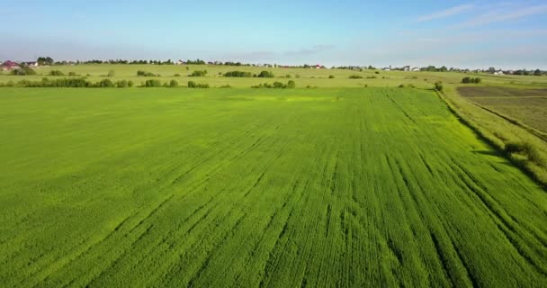 オバチは白い雲と青空の背景に夏の晴れた日に小麦の緑の耳を持つフィールドに沿って — ストック動画