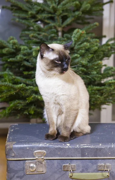 クリスマスもみの横にある古いスーツケースの上に座って猫 — ストック写真