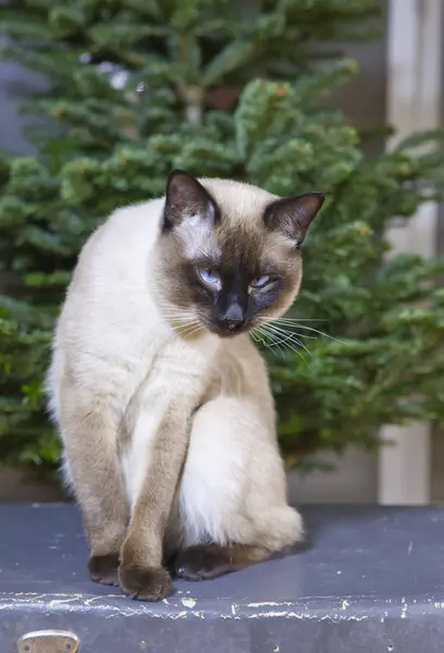 坐在圣诞冷杉旁边的旧手提箱上的猫 — 图库照片