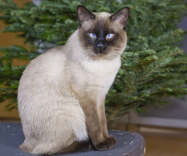 Кошка Сидящая Рядом Рождественской Елкой — стоковое фото