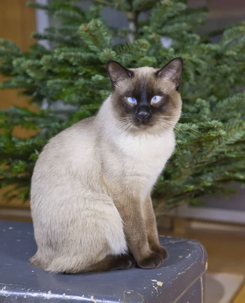 Kot Siedzący Obok Fir Boże Narodzenie — Zdjęcie stockowe