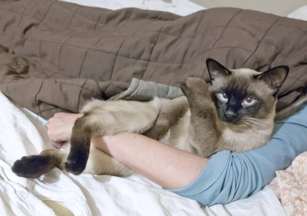 Gatto Tailandese Trova Sul Letto Accanto Alla Padrona — Foto Stock