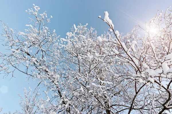 Χιόνι Κάλυψε Κλαδιά Δέντρου Στον Ουρανό Backgroun — Φωτογραφία Αρχείου