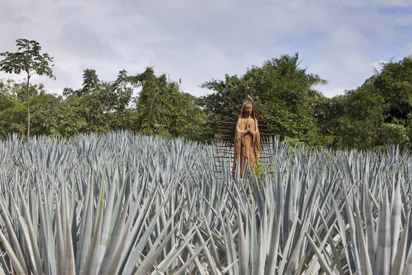 Statue Blessed Virgin Mary Field Agave Mexico — Stock Photo, Image