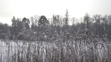 Kış güneşli günde ön planda köpekler ile orman Gölü kıyısında, kar yağıyor