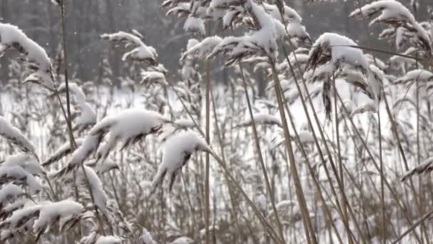 Kış güneşli günde ön planda köpekler ile orman Gölü kıyısında, kar yağıyor — Stok video