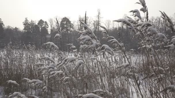 La côte du lac forestier avec des cannes au premier plan par temps ensoleillé d'hiver, Il neige — Video