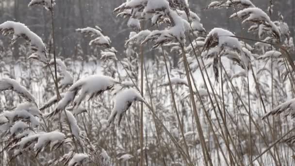 雪が降って、冬の晴れた日の手前に杖を持つ森林湖の海岸 — ストック動画