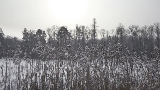 Das Ufer Des Waldsees Mit Stöcken Vordergrund Einem Sonnigen Wintertag — Stockvideo