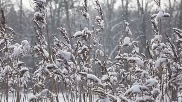 在冬天的晴天里, 有藤条的森林湖的海岸, 正在下雪 — 图库视频影像
