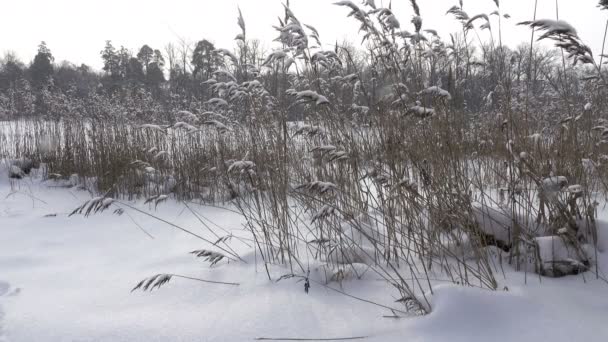Am Ufer des Waldsees mit Stöcken im Vordergrund an einem sonnigen Wintertag, es schneit — Stockvideo