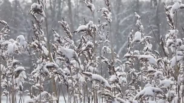 De kust van het bos meer met stokken op de voorgrond in zonnige winterdag, het sneeuwt — Stockvideo