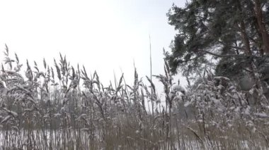 Kış güneşli günde ön planda köpekler ile orman Gölü kıyısında, kar yağıyor