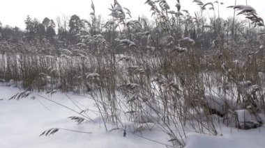 Kış güneşli günde ön planda köpekler ile orman Gölü kıyısında, kar yağıyor