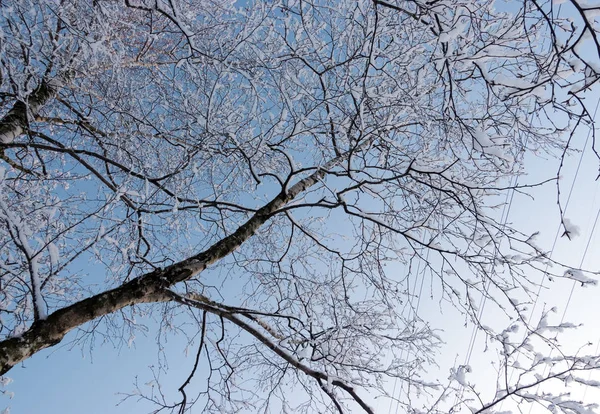 雪被覆盖的树的分支在天空背景 — 图库照片
