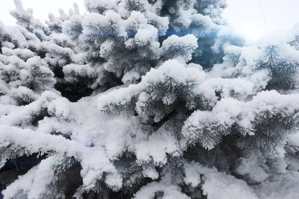 Φιρ Τρεε Κάτω Από Χιόνι — Φωτογραφία Αρχείου