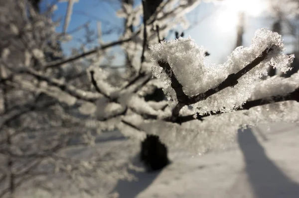 Ramo Coperto Neve Con Luce Solare — Foto Stock