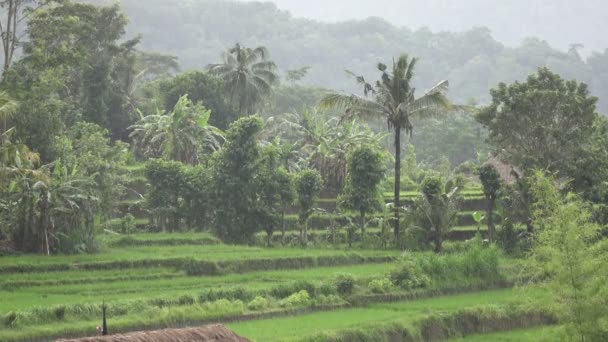 Udsigt fra drone på ris terrasser af bjerg og hus af landmænd. Bali, Indonesien – Stock-video